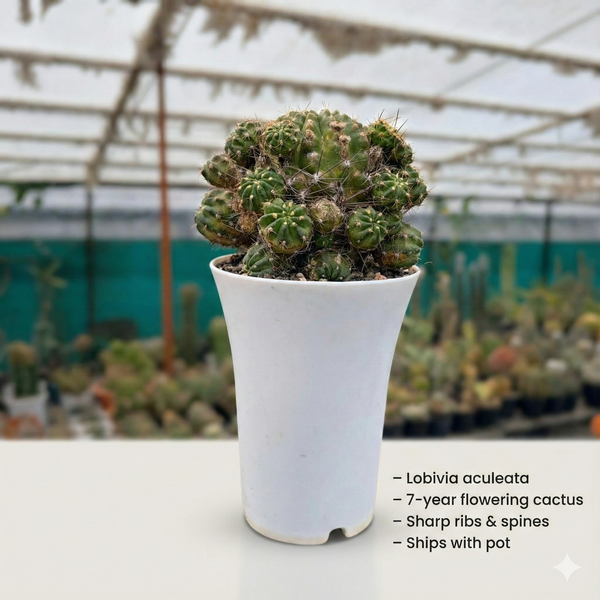 Lobivia aculeata