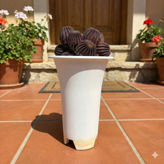 Lobivia napina flowering cactus