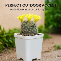 Mammillaria baumii_cactus_beauty
