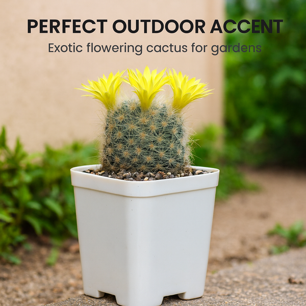 Mammillaria baumii_cactus_beauty
