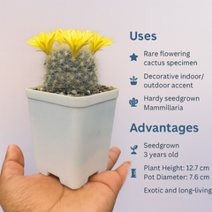 Mammillaria baumii_cactus_beauty