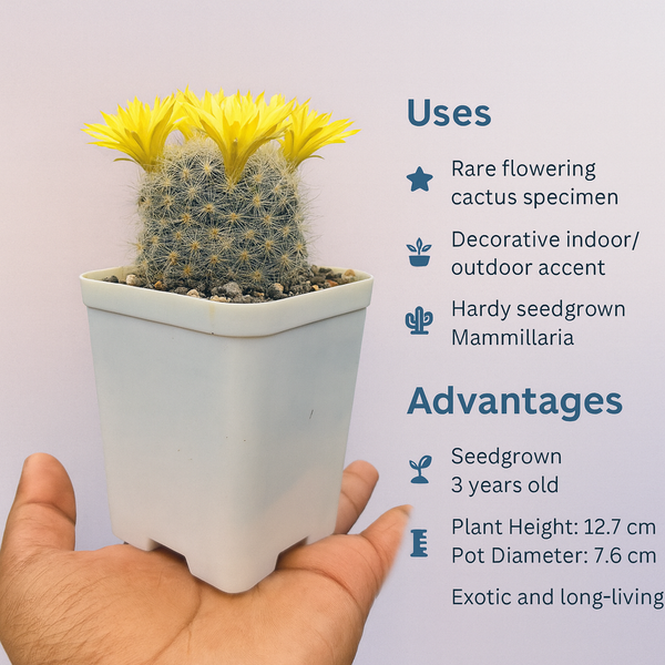 Mammillaria baumii_cactus_beauty