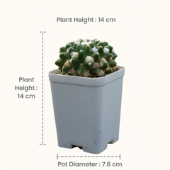 Mammillaria compressa esamu_indoor cactus