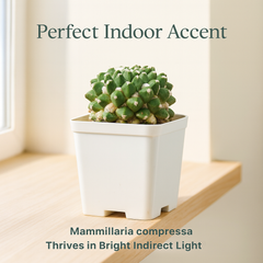 Mammillaria compressa esamu_indoor cactus