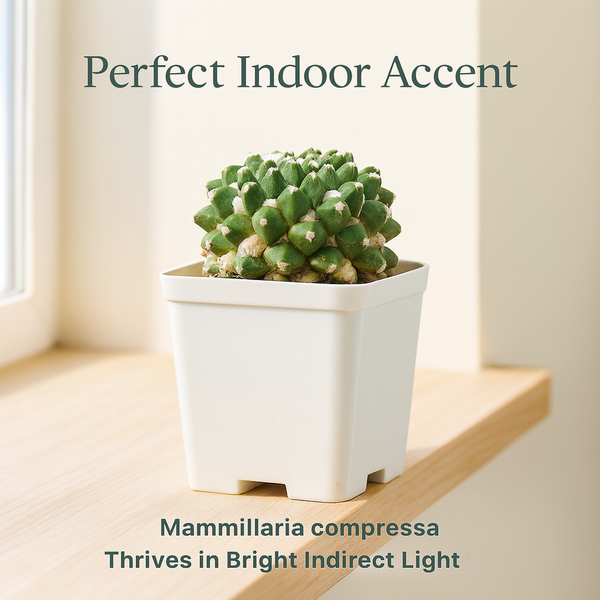 Mammillaria compressa esamu_indoor cactus