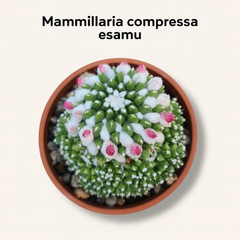 Mammillaria compressa esamu_indoor cactus