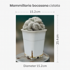Mammillaria bocasana cristata