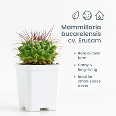 Mammillaria bucarelensis cv. Erusam