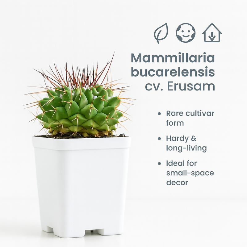 Mammillaria bucarelensis cv. Erusam