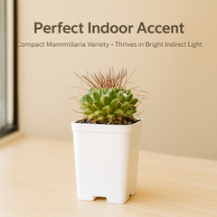 Mammillaria bucarelensis cv. Erusam