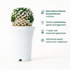 Mammillaria bucareliensis Erusamu f pectinatus