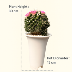 Mammillaria compressa sp.