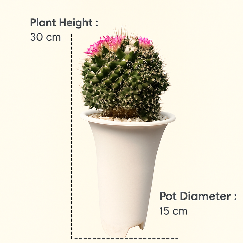Mammillaria compressa sp.