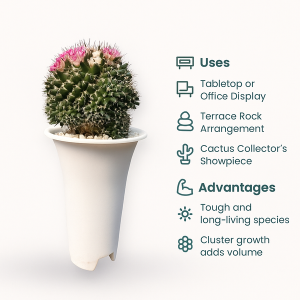 Mammillaria compressa sp.