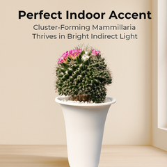 Mammillaria compressa sp.