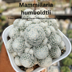 Mammillaria humboldtii