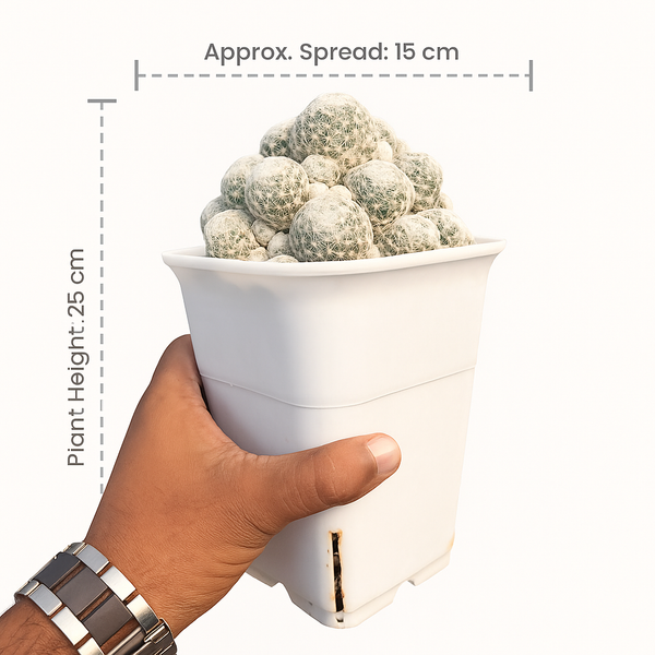 Mammillaria humboldtii