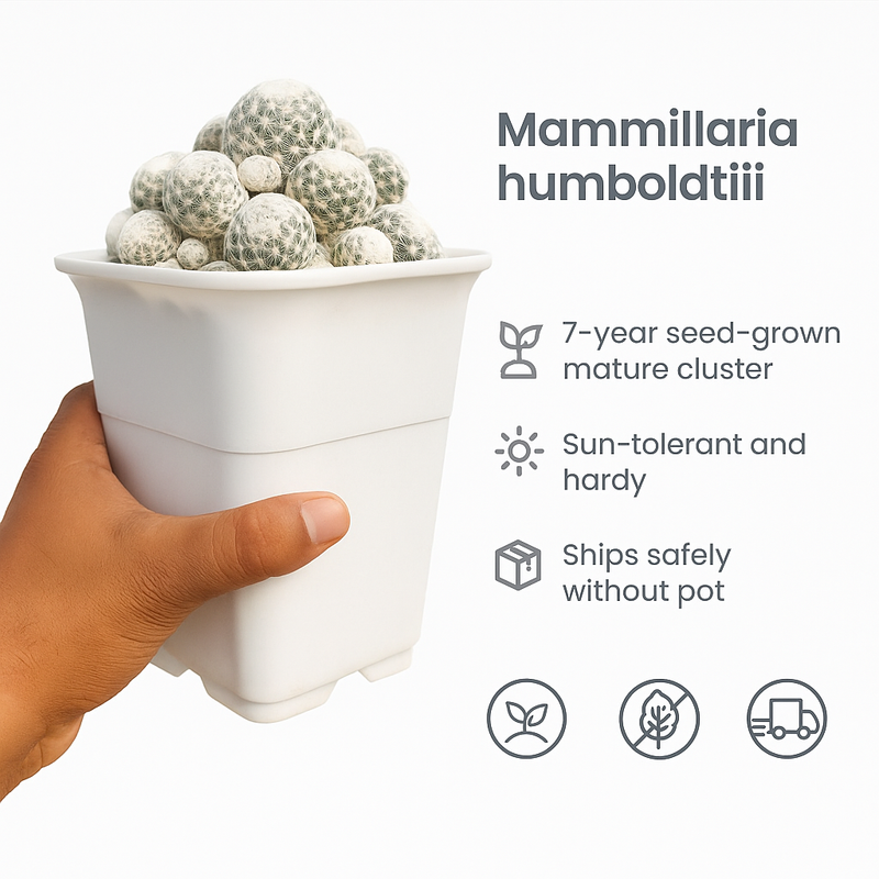 Mammillaria humboldtii