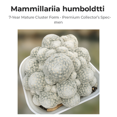 Mammillaria humboldtii