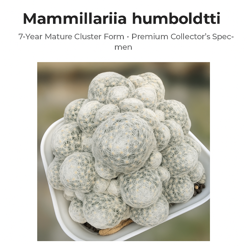 Mammillaria humboldtii