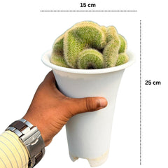 Mammillaria spinosissima var. auricoma f. cristata