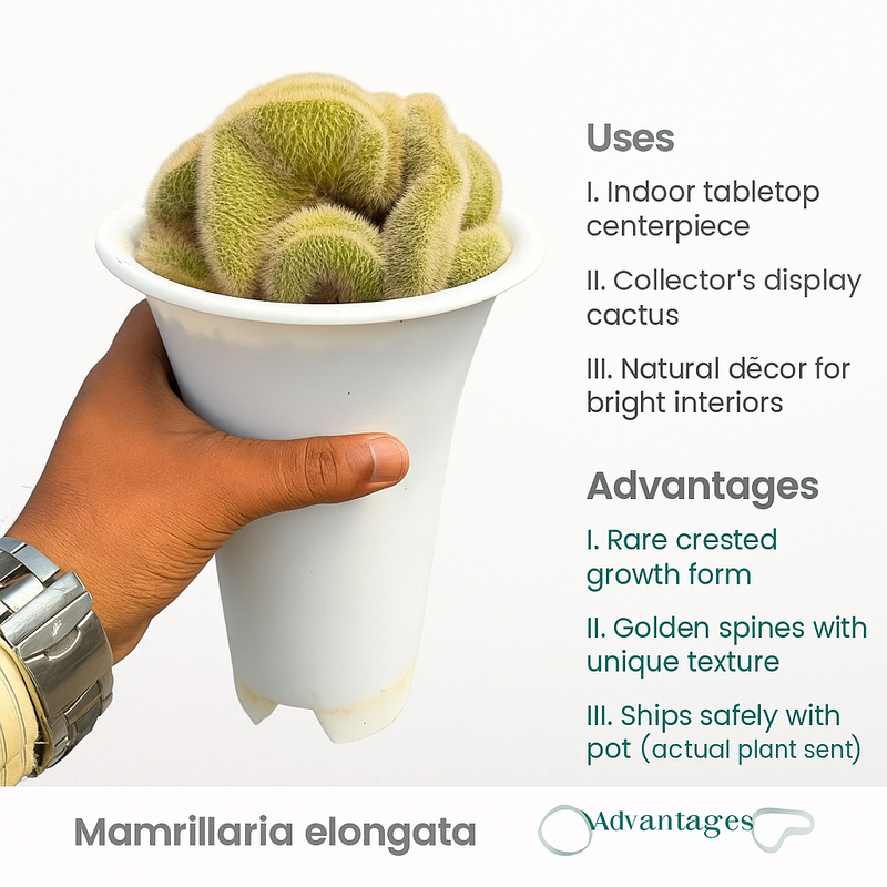 Mammillaria spinosissima var. auricoma f. cristata