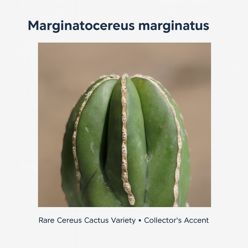 Marginatocereus marginatus