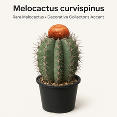Melocactus curvispinus