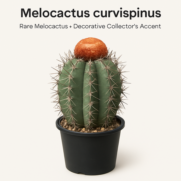Melocactus curvispinus