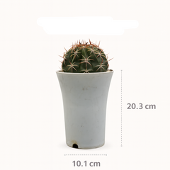Melocactus curvispinus