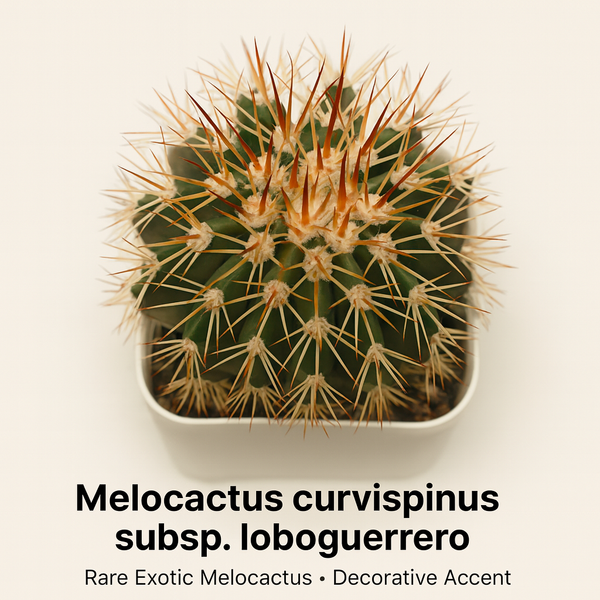 Melocactus curvispinus subsp. loboguerrero