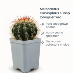 Melocactus curvispinus subsp. loboguerrero