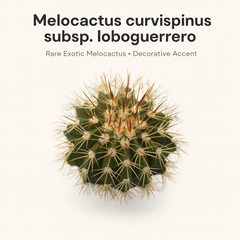 Melocactus curvispinus subsp. loboguerrero