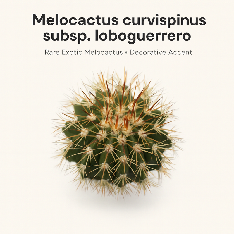 Melocactus curvispinus subsp. loboguerrero