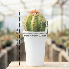 Melocactus matanzanus variegated