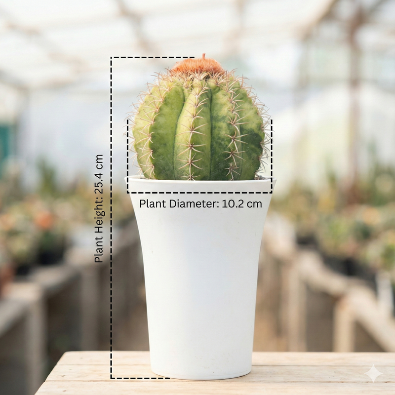 Melocactus matanzanus variegated