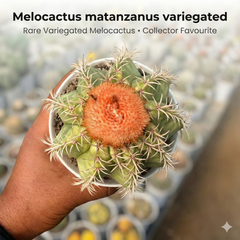Melocactus matanzanus variegated