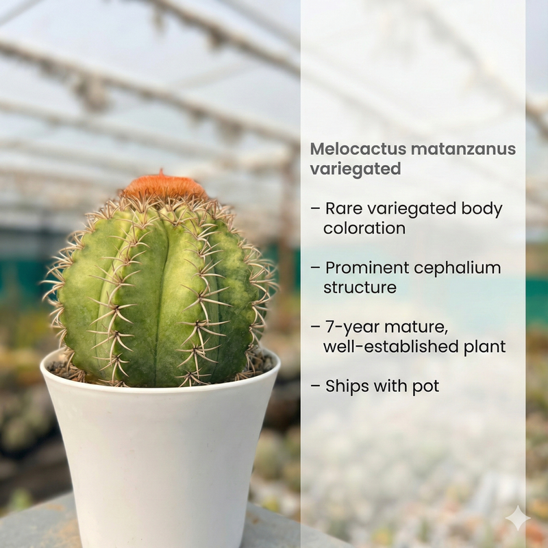 Melocactus matanzanus variegated