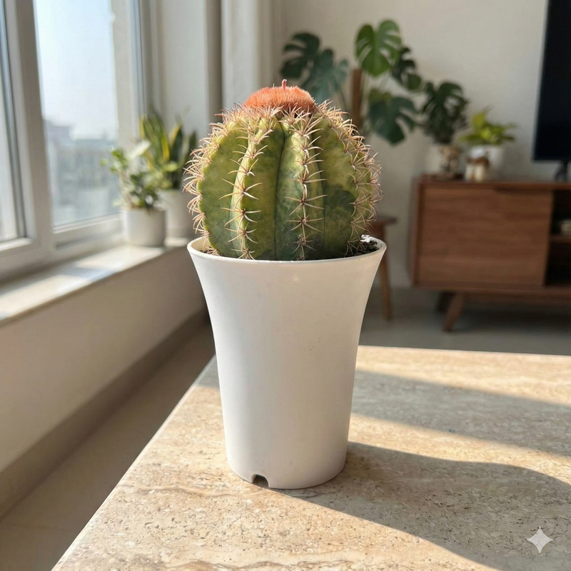 Melocactus matanzanus variegated