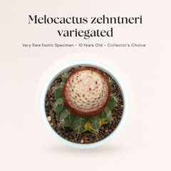 Melocactus zehntneri variegated