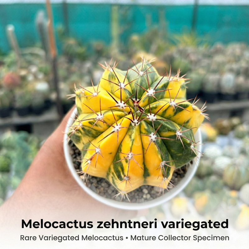 Melocactus zehntneri variegated