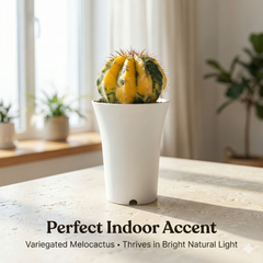 Melocactus zehntneri variegated