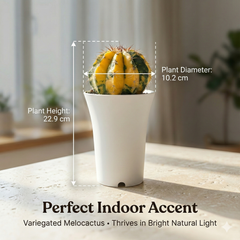 Melocactus zehntneri variegated