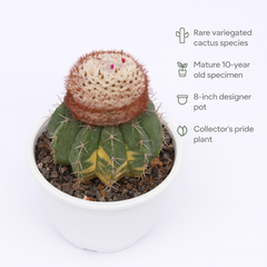Melocactus zehntneri variegated