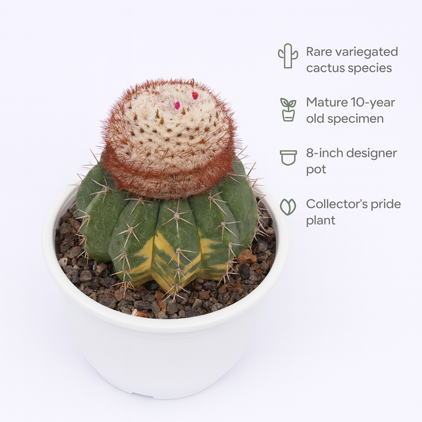 Melocactus zehntneri variegated