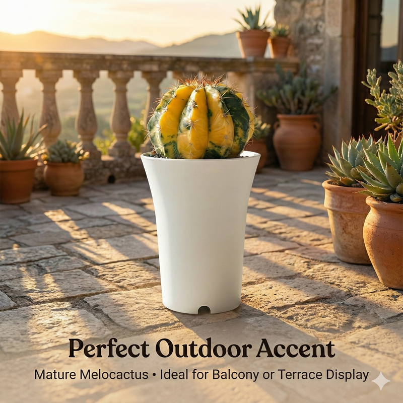 Melocactus zehntneri variegated