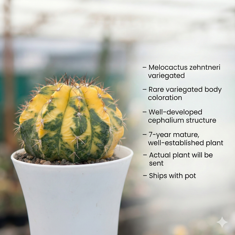 Melocactus zehntneri variegated