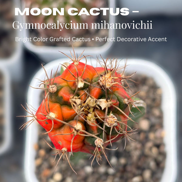 Moon Cactus – Gymnocalycium mihanovichii