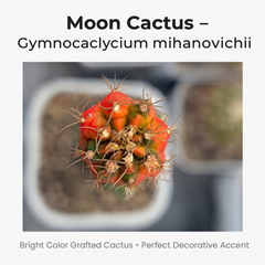 Moon Cactus – Gymnocalycium mihanovichii