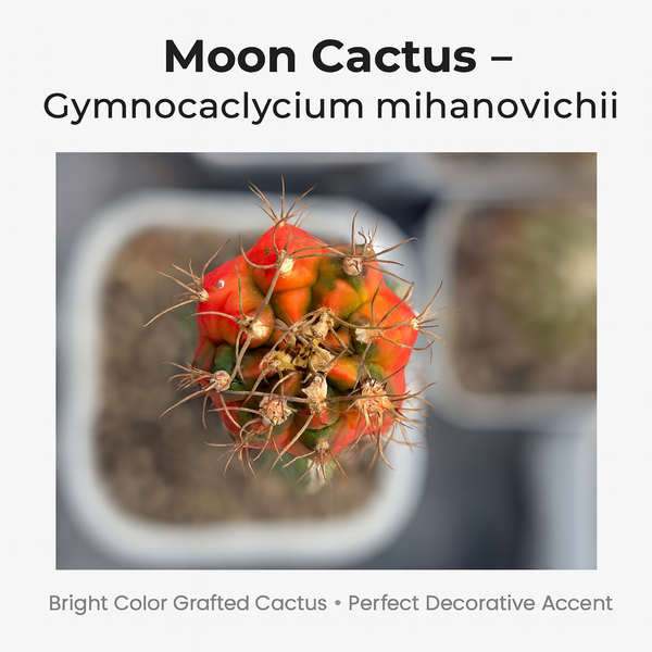 Moon Cactus – Gymnocalycium mihanovichii